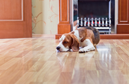 A dog resting on a hardwood floor